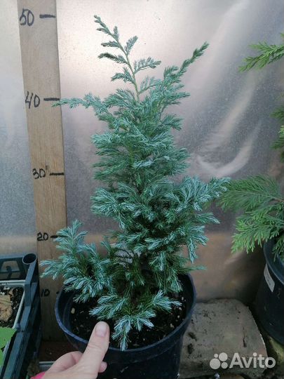 Кипарисовик Булевард горохоплодный