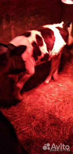 Бык и телка