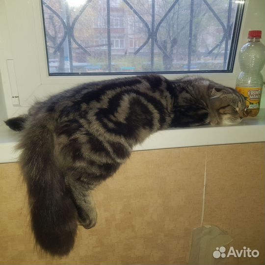 Кошки