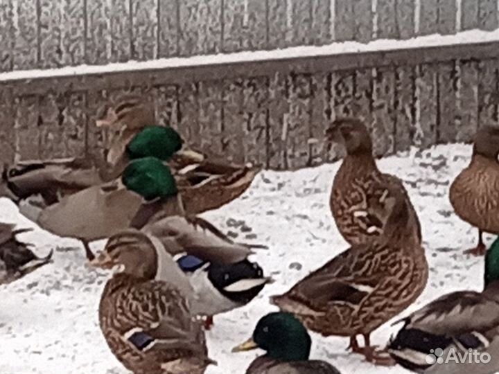Подсадные Утки