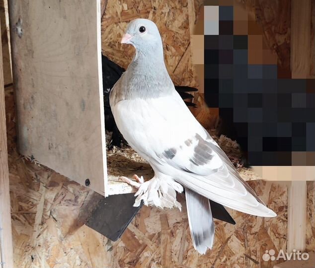 Бойные голуби