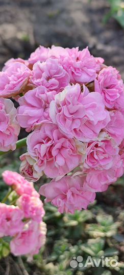 Пеларгония юв Даная