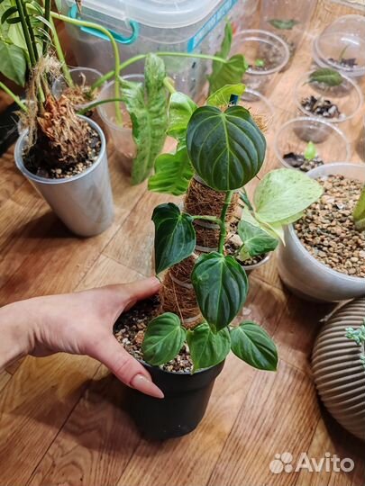 Филодендрон Андре