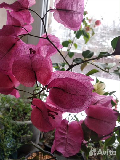 Бугенвиллия