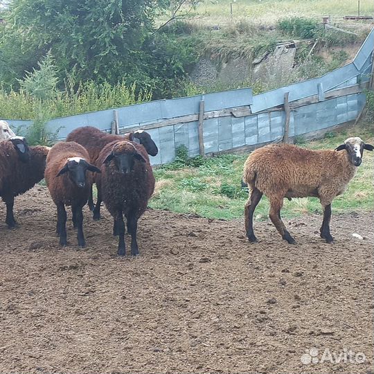Овцы бараны ягнята