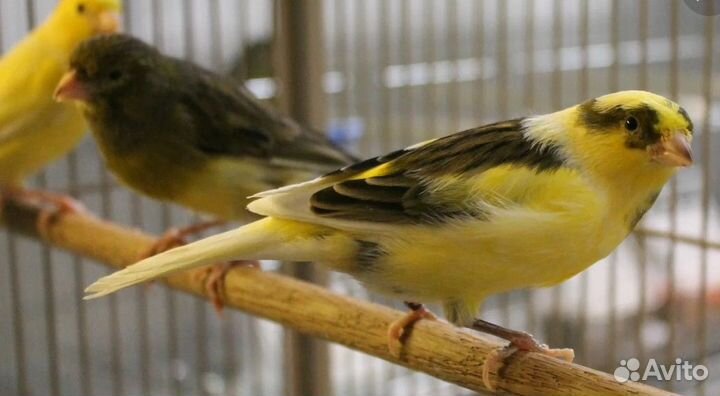 Кенары и канарейки