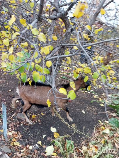 Чешский козел