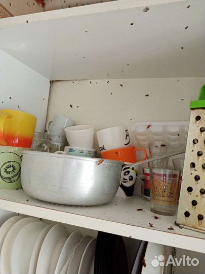 Уничтожение насекомых:тараканы,клопы,блохи и т.д