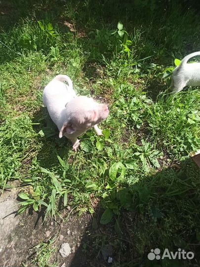 Щенки дворняжки