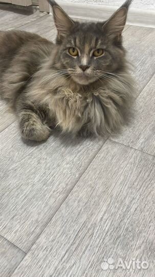 Майн кун котята