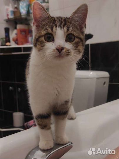 Отдам в добрые руки кошку. Ласковая и игривая