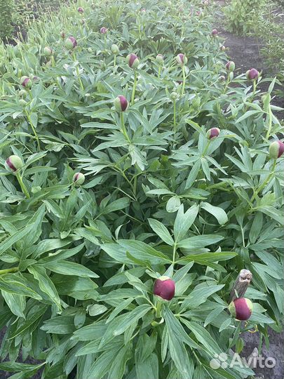 Цветы пионы