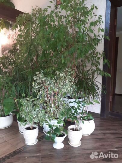 Цикас, фикус, монстера