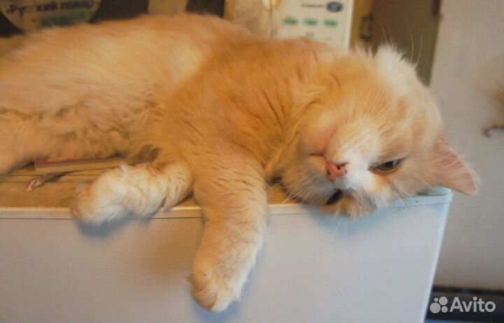 Котик ищет дом