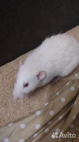 Крысы дамбо девочки
