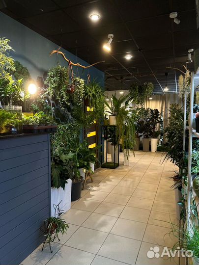 Самый большой выбор комнатных растений в Рязани