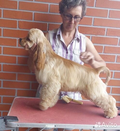Американский кокер спаниель
