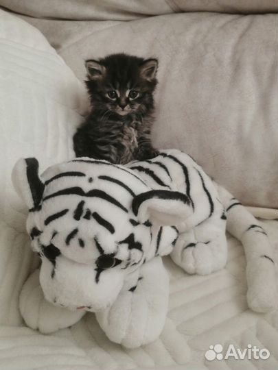 Красивые Бриташки