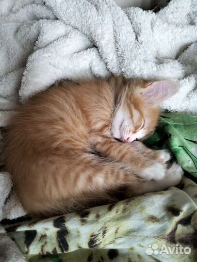 Рыжий котенок