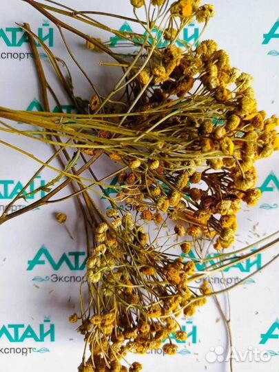 Пижма обыкновенная корзинки Алтай 2023 год