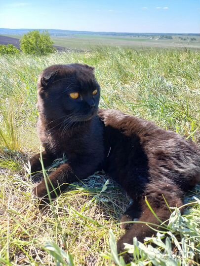 Шотландский вислоухий кот для вязки