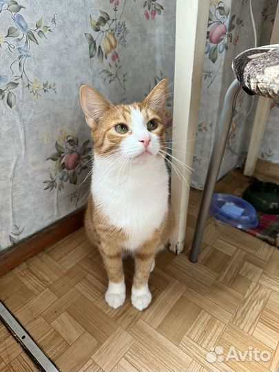 Кот и кошечка