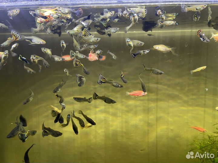 Анциструсы растения рыбки гуппи