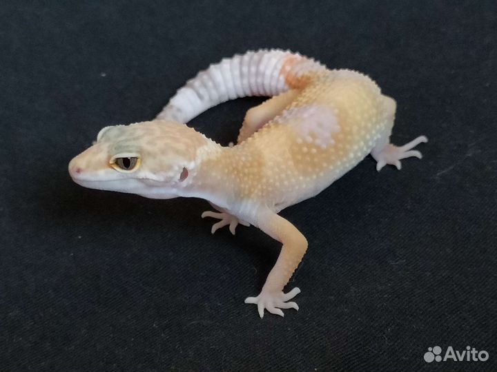 Геккон эублефар