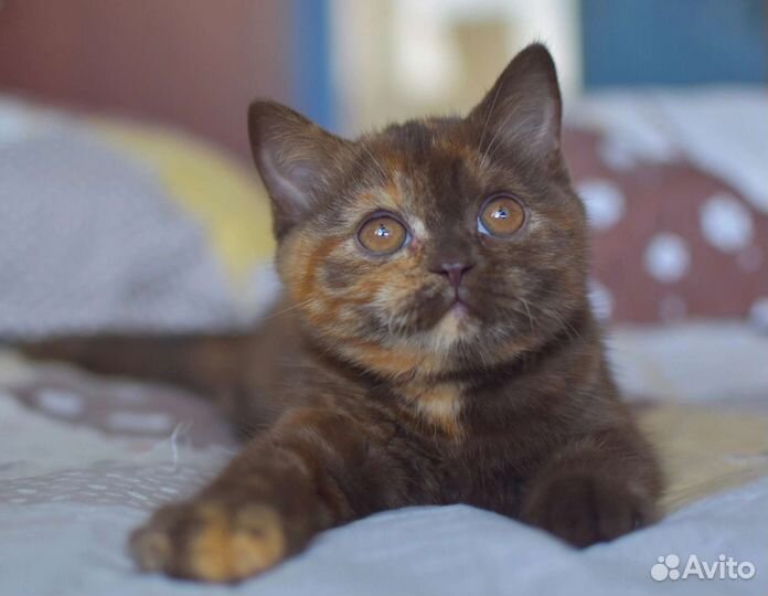 Британские котята