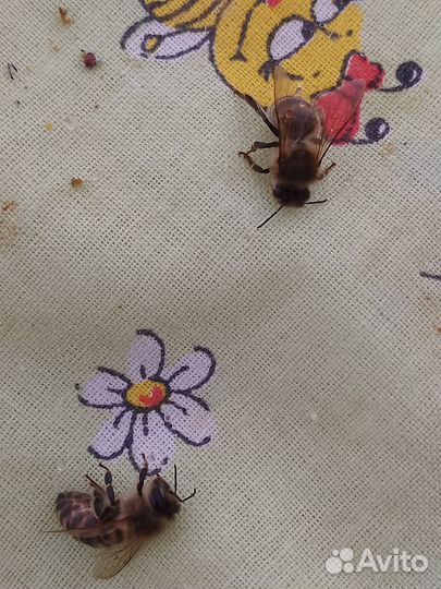 Для поделок, творчества, декора. Пчела (сушëная)