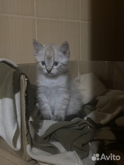 Отдам котят в добрые руки