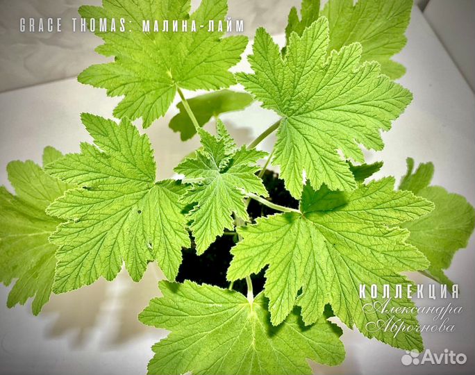 73 сорта душистых пеларгоний (55 ароматов)