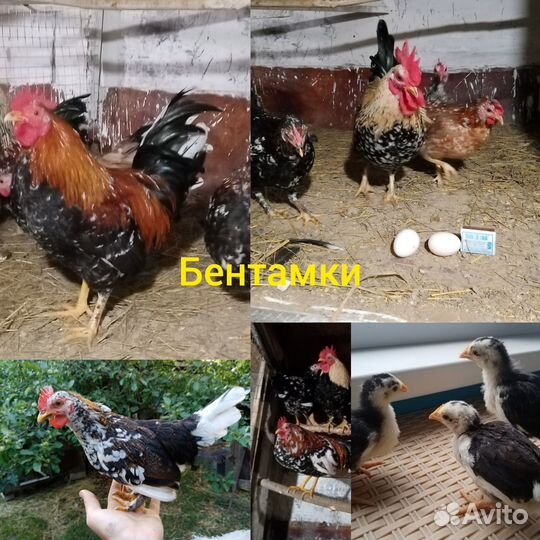 Куры орпингтон, павловские