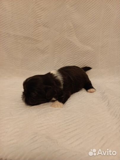 Щенки пекинеса