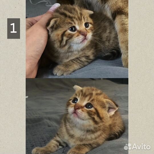 Шотландские котята