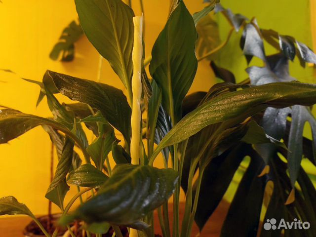 Опоры для растений стеклопластиковые