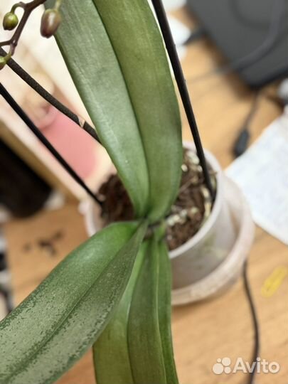 Орхидея фаленопсис Jillion