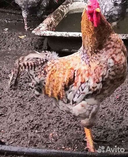 Несушки молодки разных пород