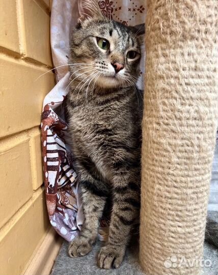 Шикарный тигренок Шейн молодой котик в добрые руки