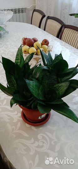 Сансевиерия