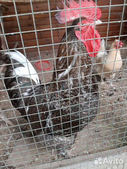 Молодые петухи