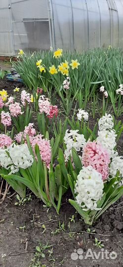 Луковицы нарциссов