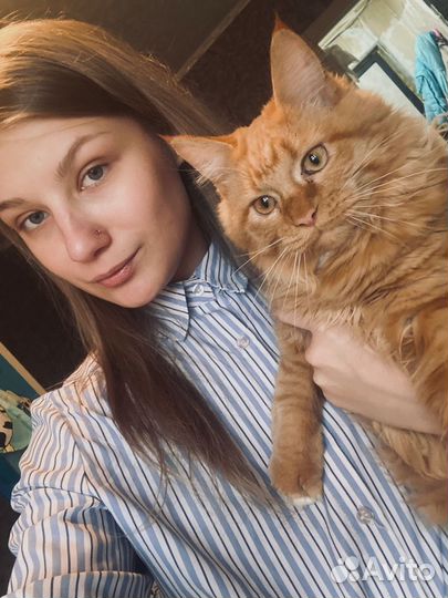 Кошка Мейн-Кун продам