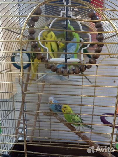 Попугайчики волнистые самцы и самки