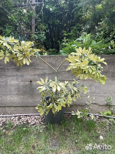 Шефлера вариегатная