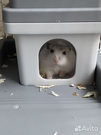 Джунгарский хомяк