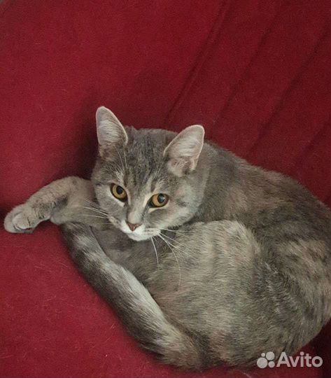 Кошка в дар