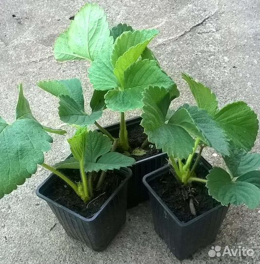 Саженцы клубники Белый швед