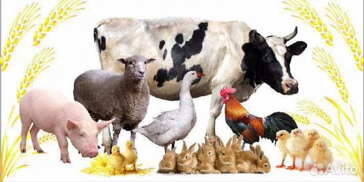 Рыбная и мясокостная мука