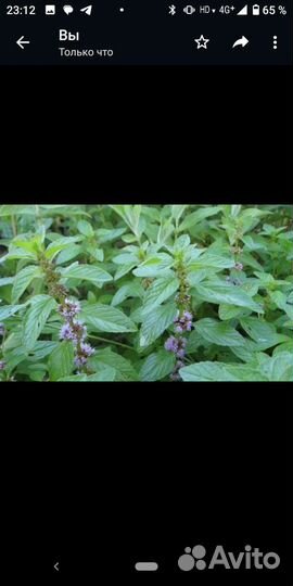 Мята перечная сорт рондо